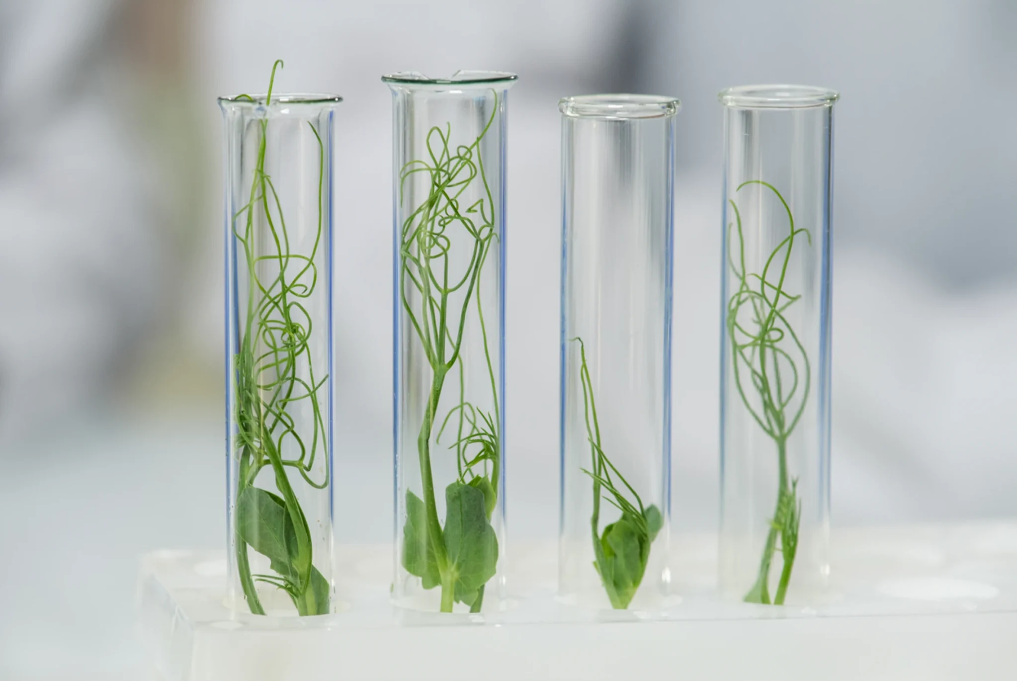 Green plant samples growing inside glass test tubes, symbolizing scientific research and sustainability in the chemical industry.